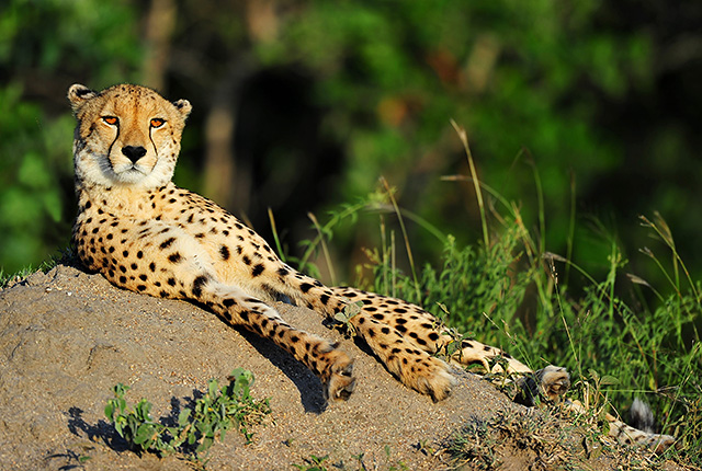 Our first sighting on our first game drive at Cheetah Plains! Our first sighting on our first game drive at Cheetah Plains!