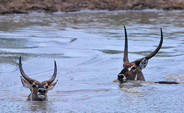 waterbuck chase waterbuck chase