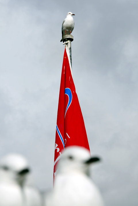 seagull on flagpole