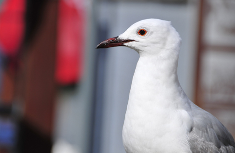 Seagull at Cape Town waterfront