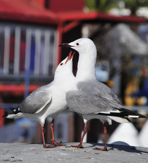 seagull feding junior
