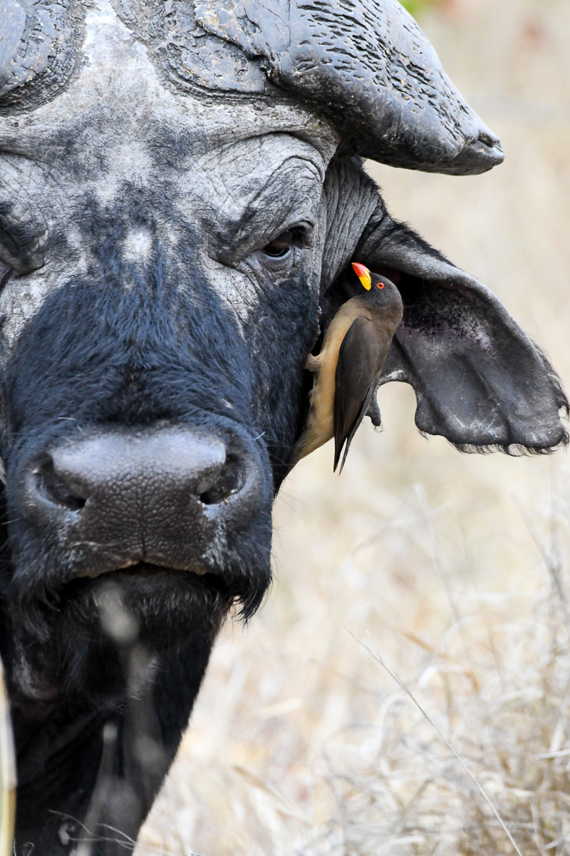 Cape buffalo with Yellow billed oxpecker