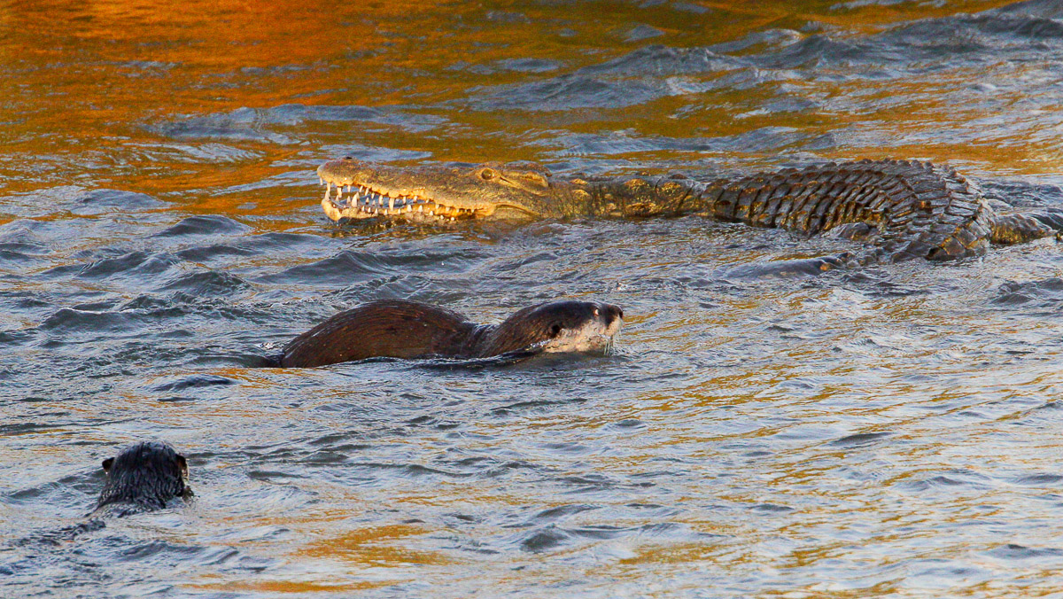 Cape Clawless Otters swimming with Crocodile, image taken from Lower Sabie Low Level Bridge on the H10 near Lower Sabie camp in the Kruger National Park