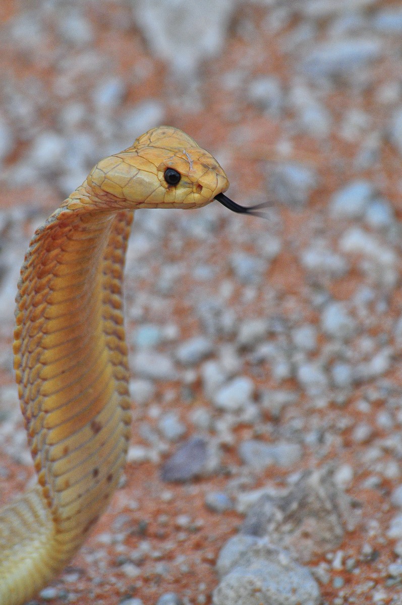 Cape cobra near Nossob camp