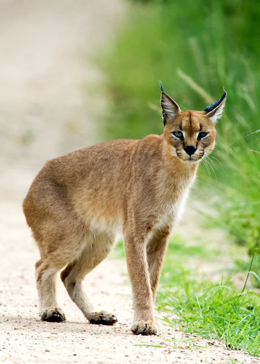 Caracal outside Lukimbi Safari Lodge, image taken on a Guided Safari drive in the Kruger National Park