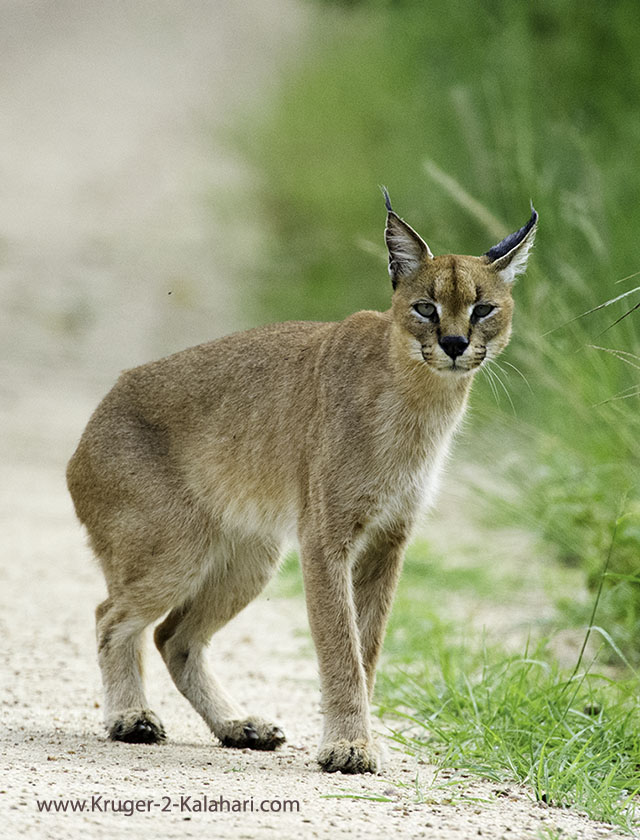 Caracal