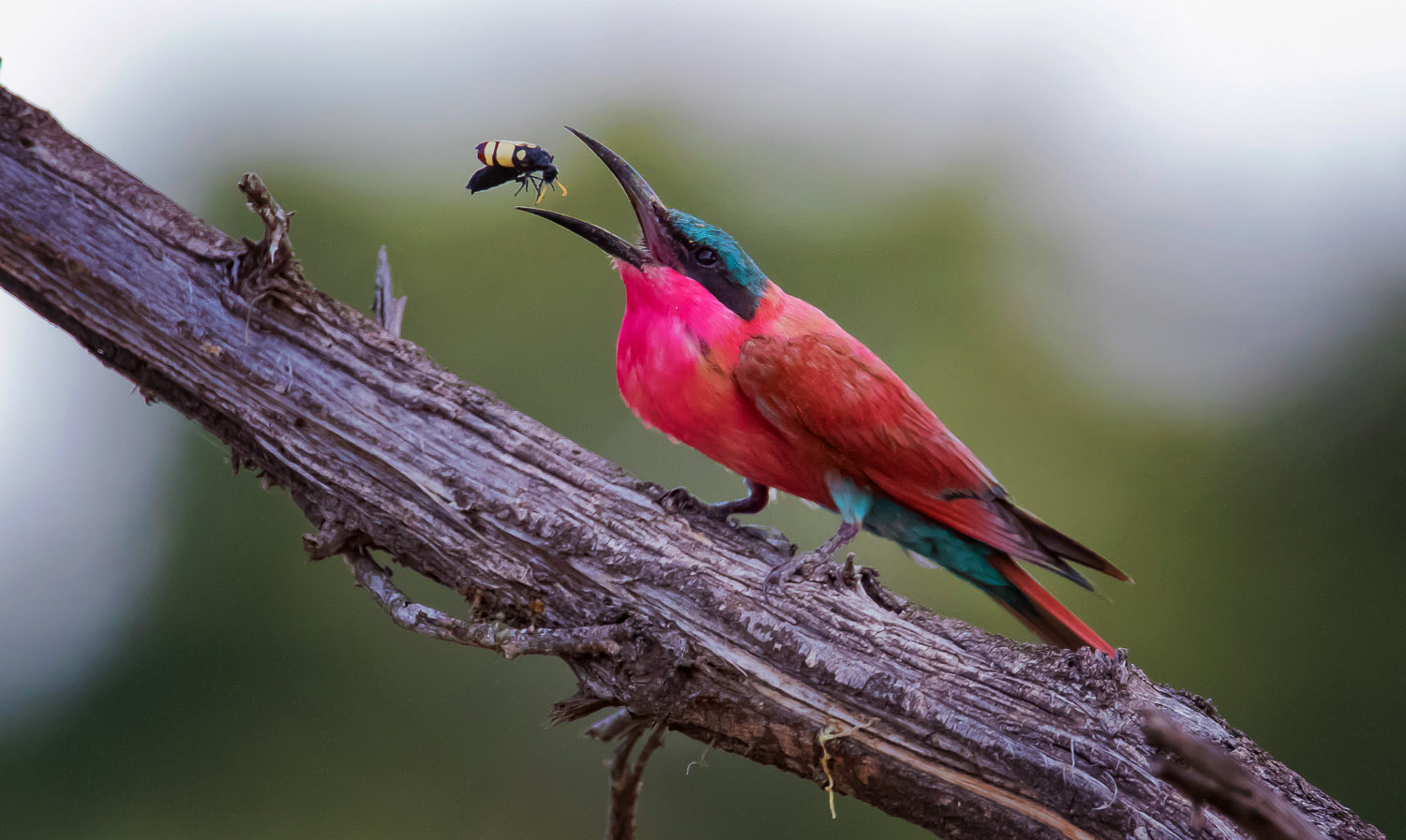 Carmine-Bee eater with Blister Beetle, image taken on a self drive in the Kruger National Park