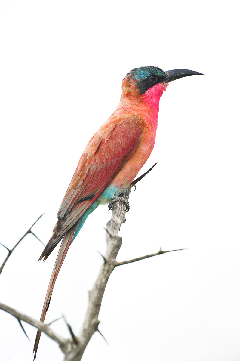 Carmine Bee Eater high-key image taken in the Kruger National Park