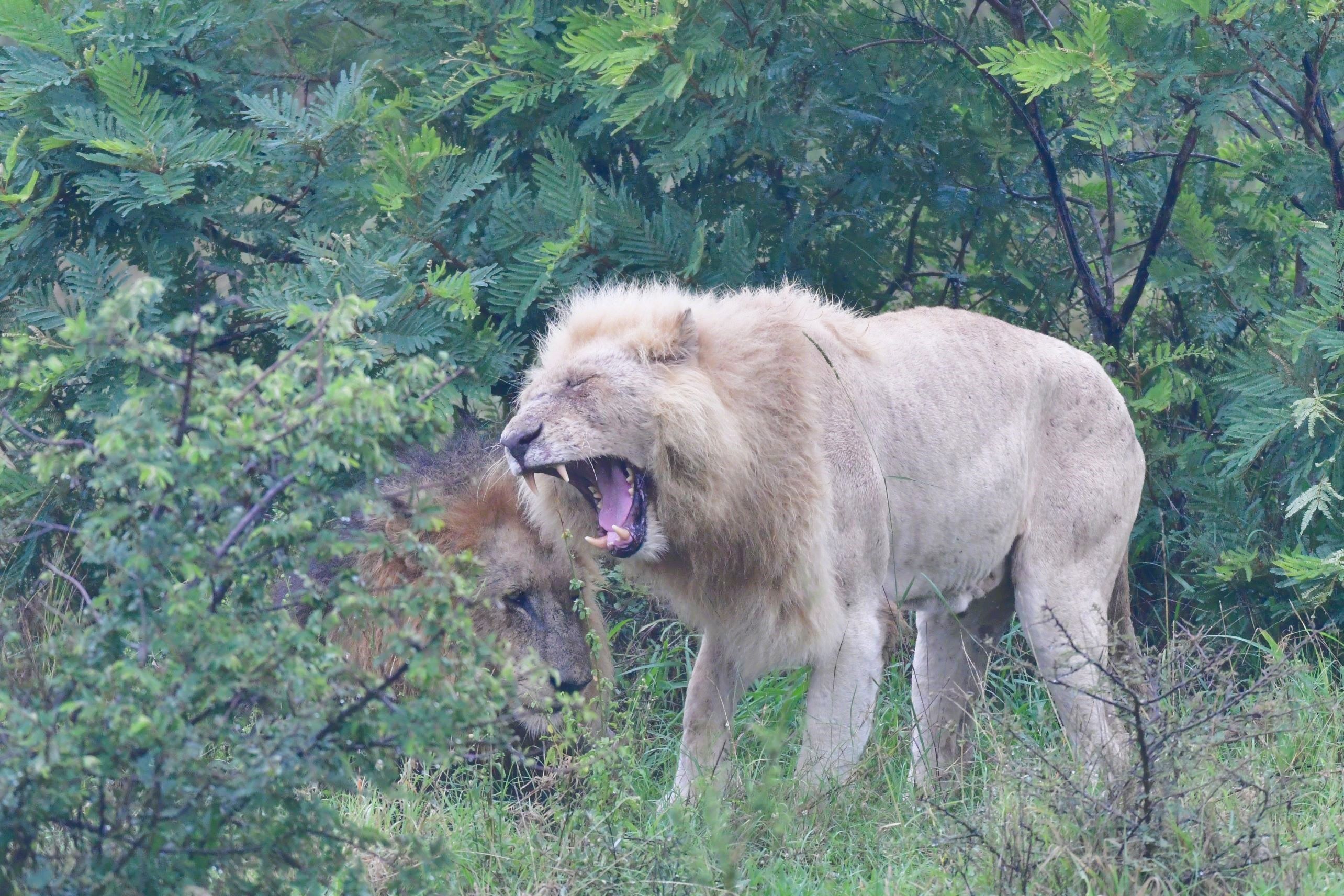 Casper the white lion