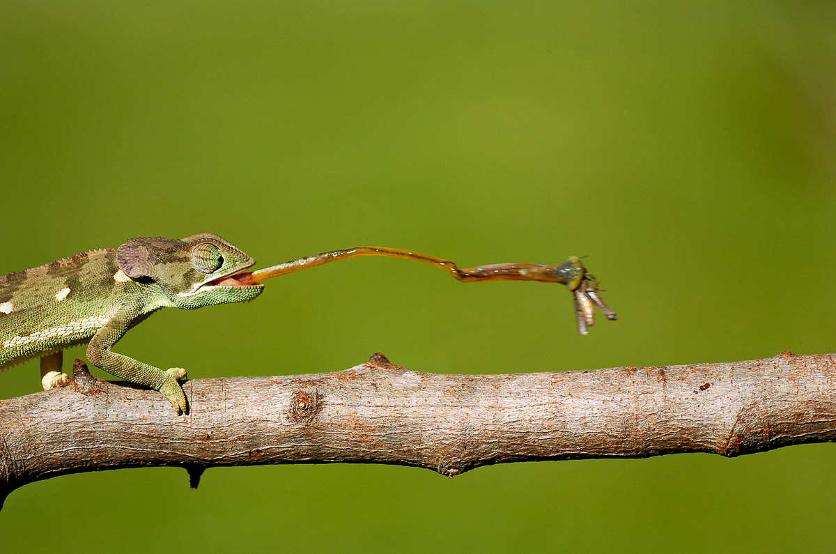 Chameleon catching grasshopper in Olifants camp in the Kruger National Park