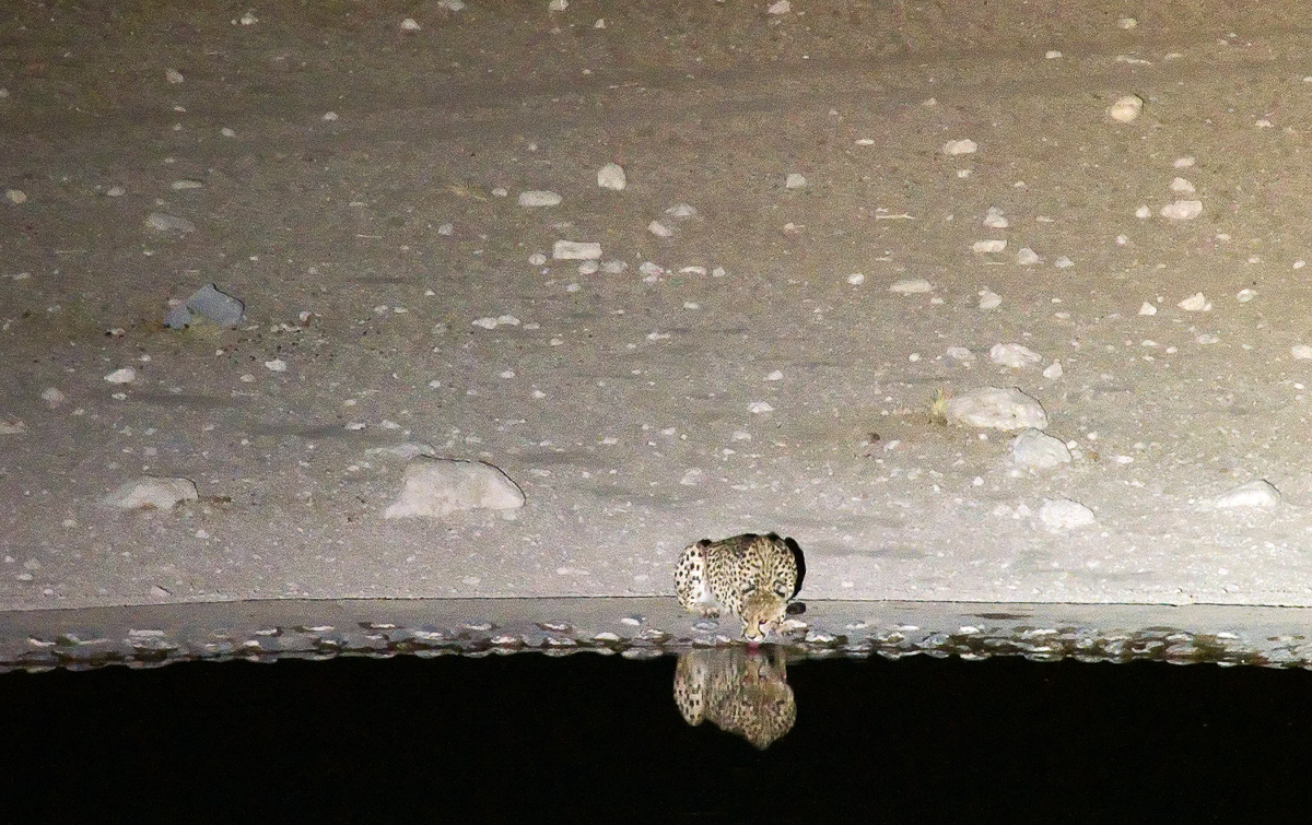 Cheetah at Dolomite camp waterhole