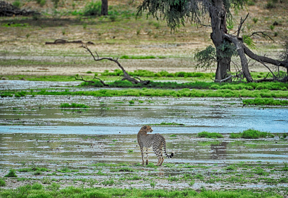 HDR image of a Cheetah wanting to cross the Nossob river at Unions end
