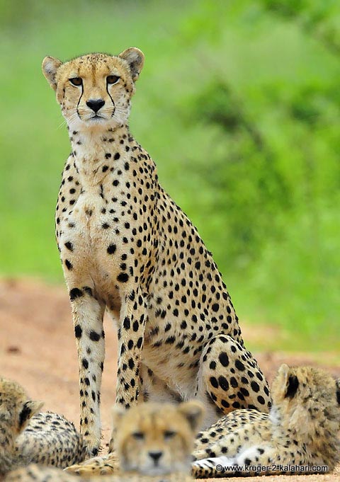 Cheetah family on Salitje road near Lower Sabie