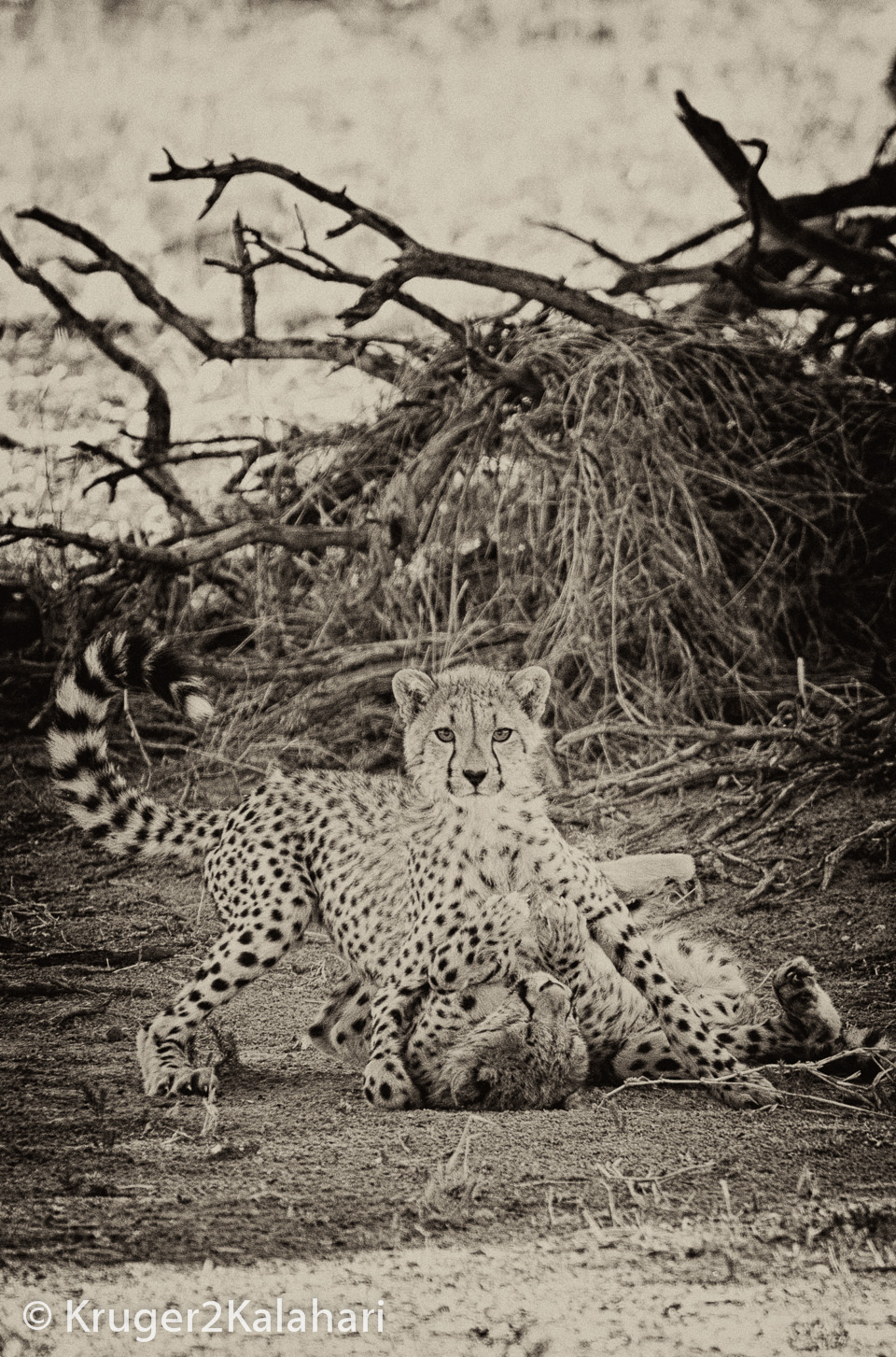 cheetah cubs playing in the Kalahari