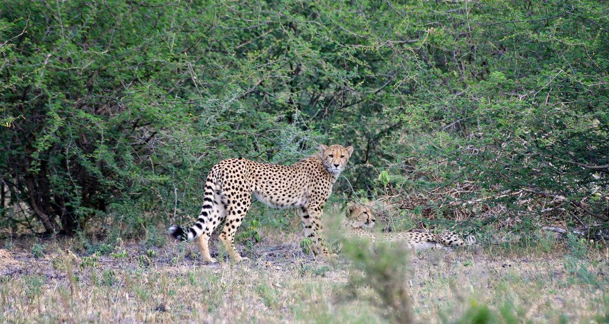cheetah mother with cub