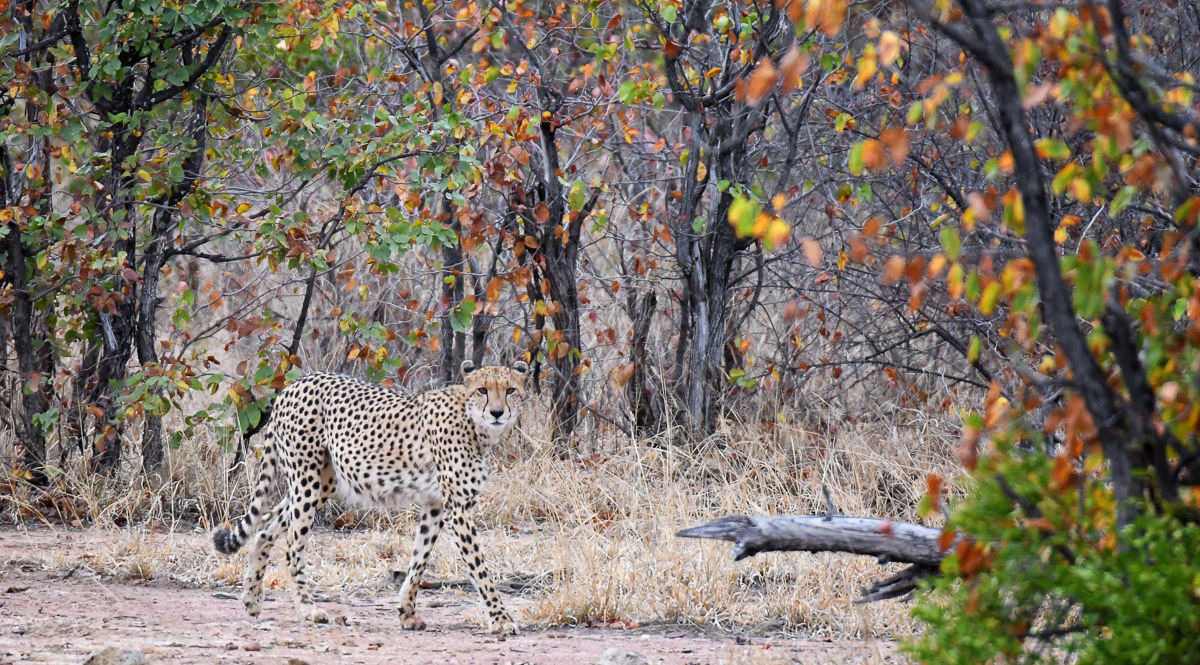 Cheetah in the Mopane veld