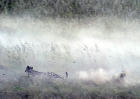 cheetah kill cheetah kill