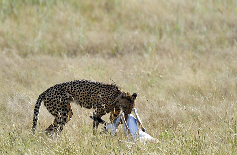 cheetah kill at Urikaruus camp cheetah kill at Urikaruus camp