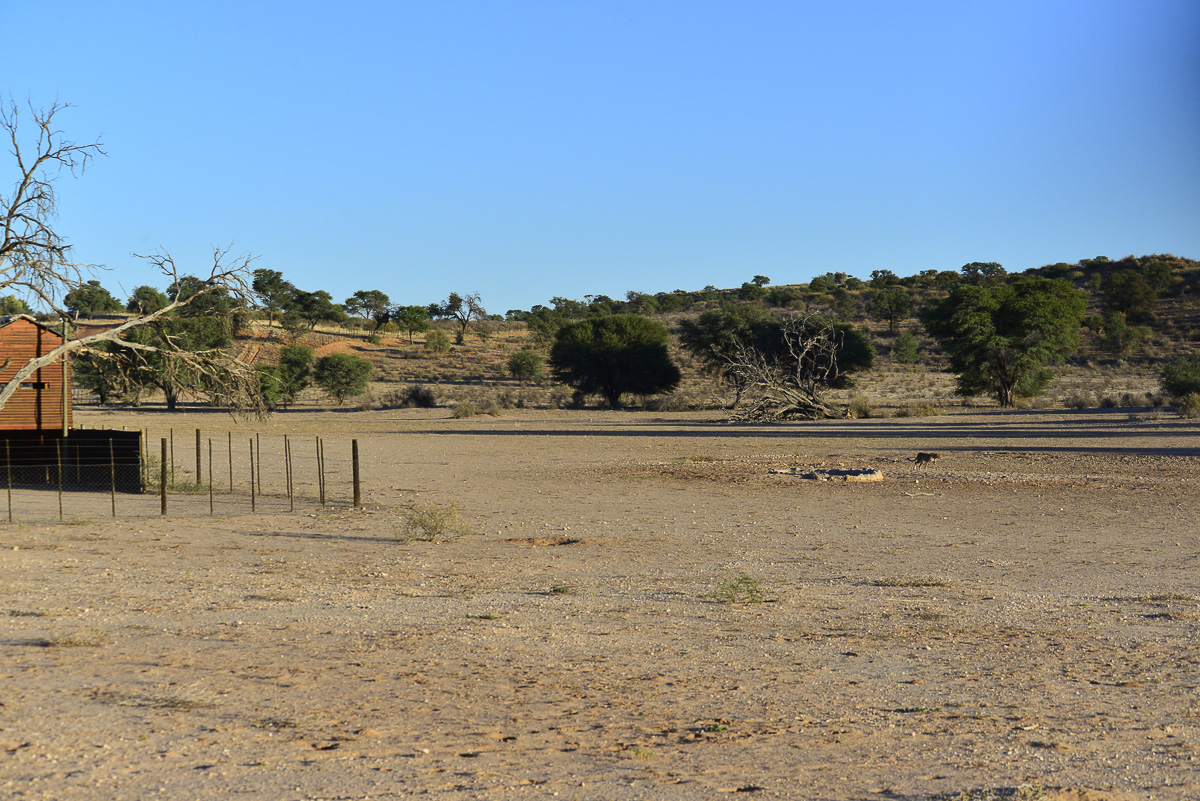 Cheetah walking past the hide and waterhole at Mata mata