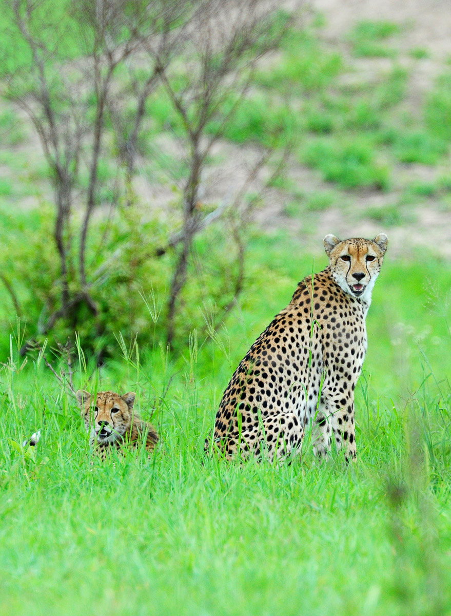 Cheetah mom and cub seen on the S145 near Talamati Bushveld camp
