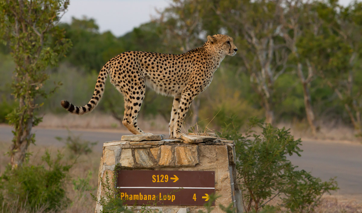 Cheetah on the S129 sign near Lower Sabie
