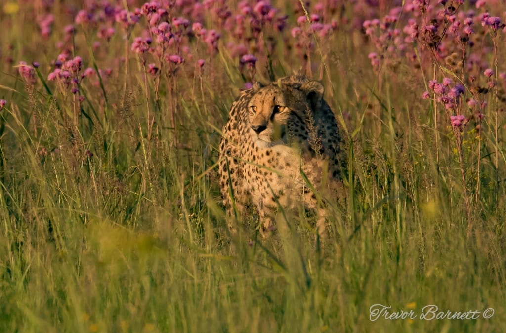 cheetah in pompoms - Rietvlei cheetah in pompoms - Rietvlei