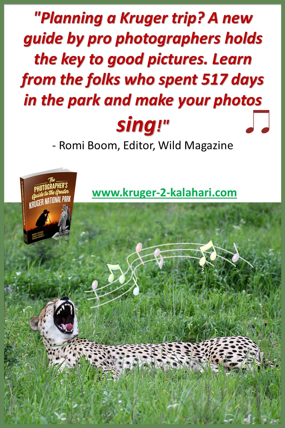 Cheetah yawning in Kruger Park