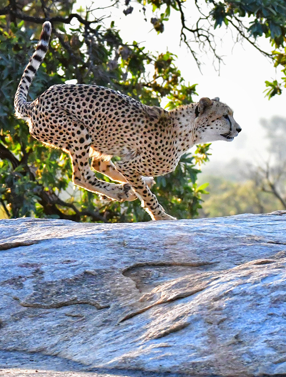 Cheetah sprinting after some impala on the S3 near Pretoriuskop
