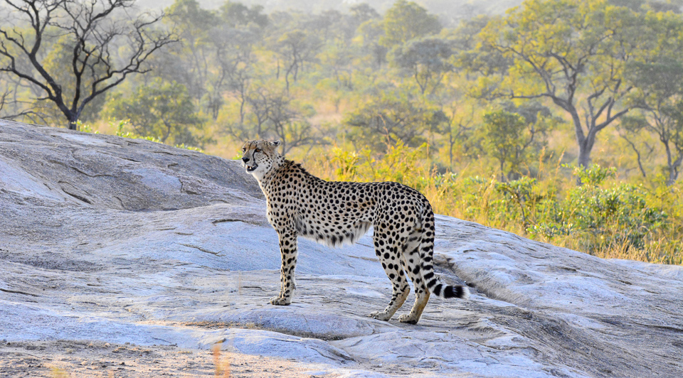 nkambeni safari camp malaria