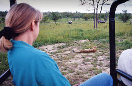 Cheetah at Inyati, Sabi Sands