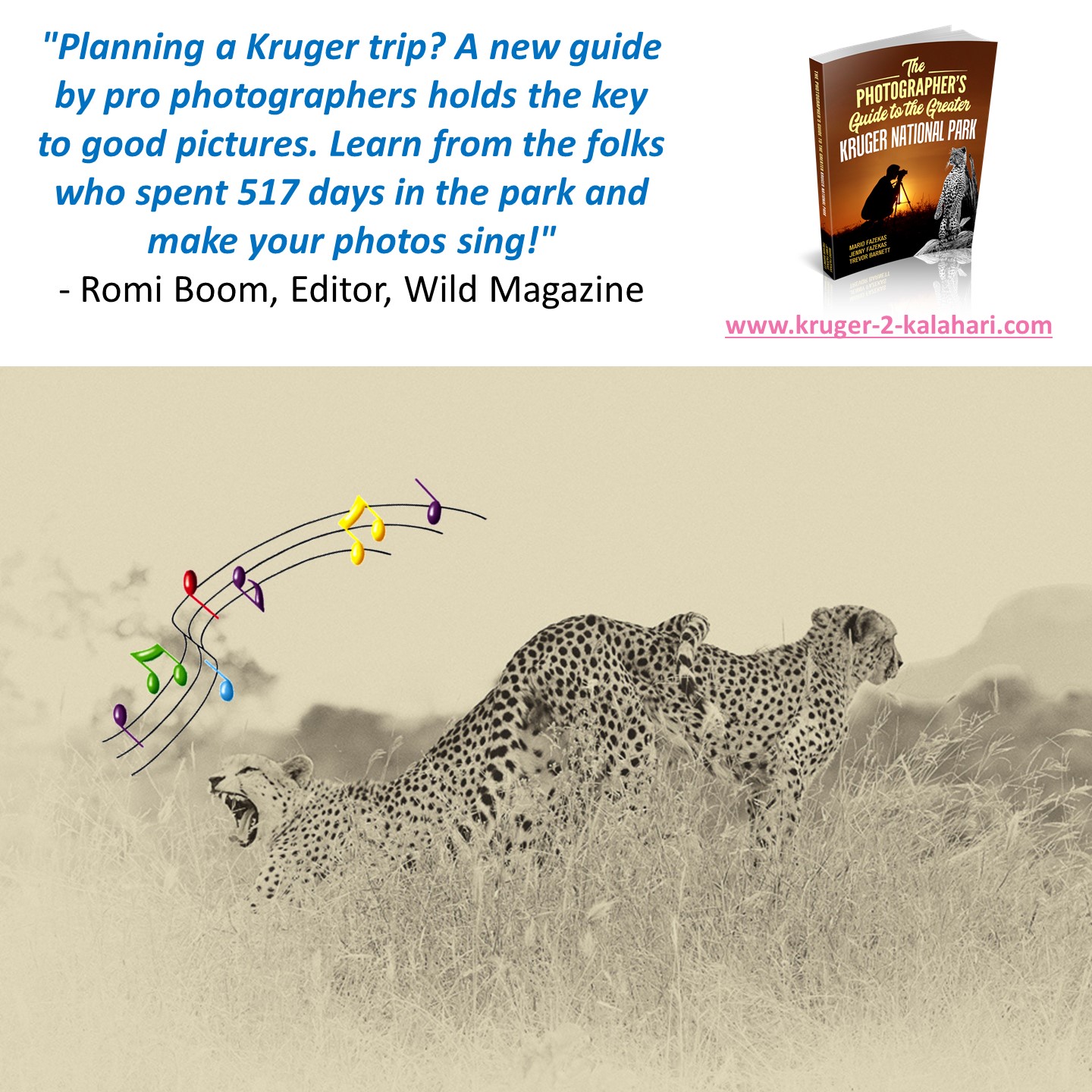 Cheetahs in Kruger park