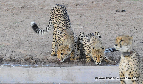 cheetah mom with cubs in the Kgalagadi cheetah mom with cubs in the Kgalagadi