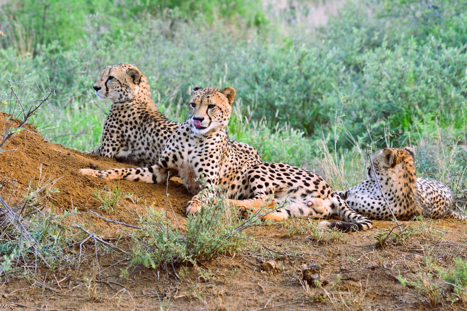 Our cheetah sighting while on game drive with Motswiri Private Lodge
