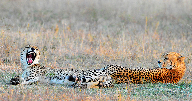 cheetah yawning cheetah yawning