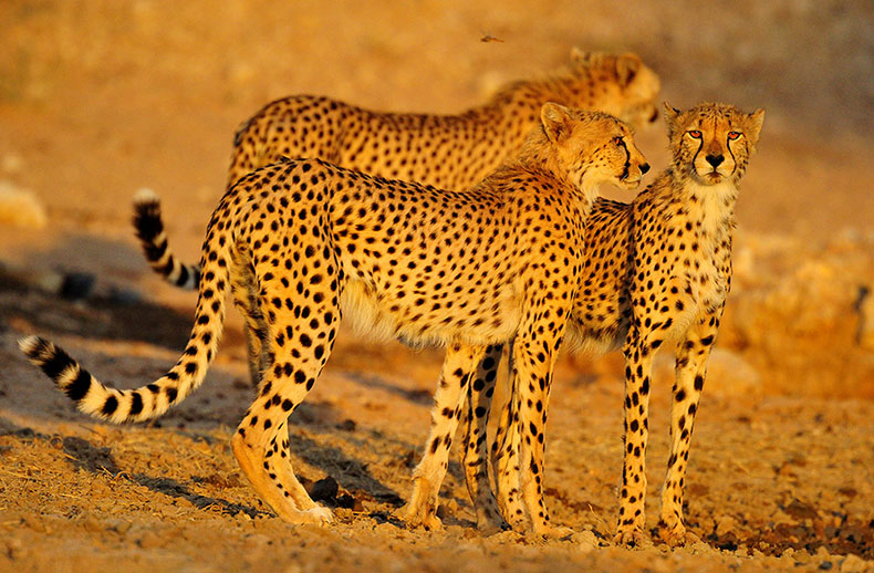 Three male cheetahs at waterhole, Kgalagadi