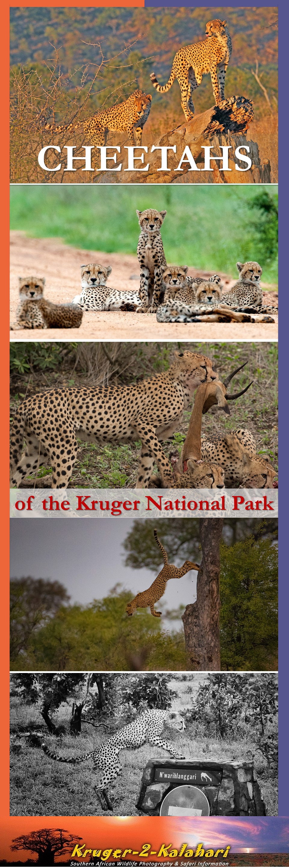 Cheetahs of the Kruger National Park
