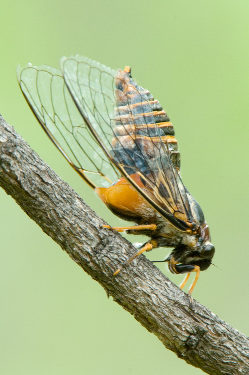 Cicada at Punda Maria camp in the Kruger National Park