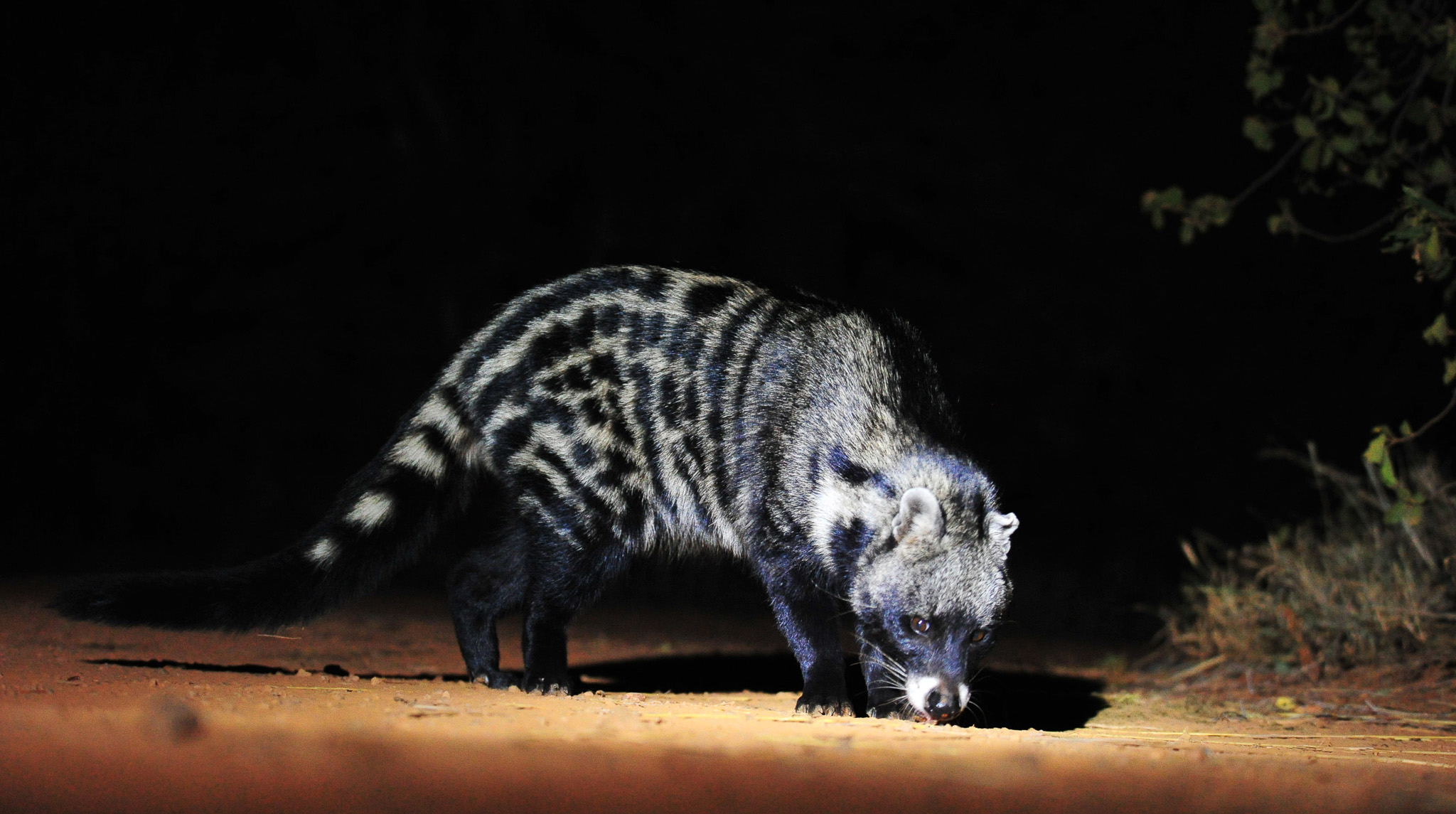 Civet in Mosetlha camp