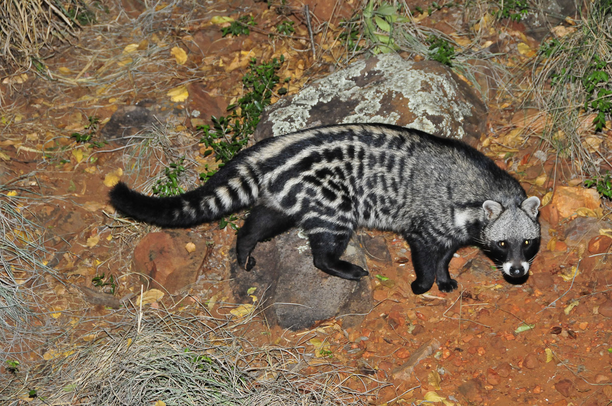 Civet posing in front of our tent at Punda Maria