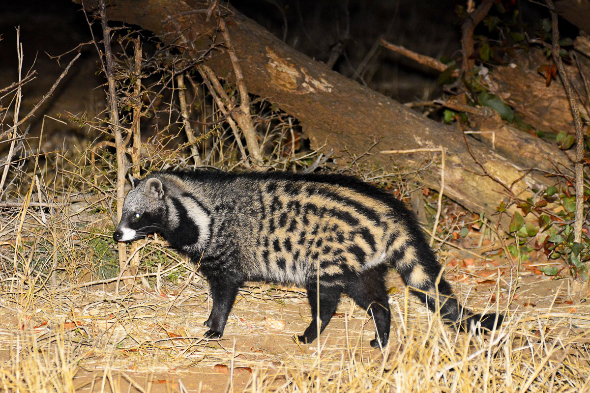 Civet at Punda hide at night