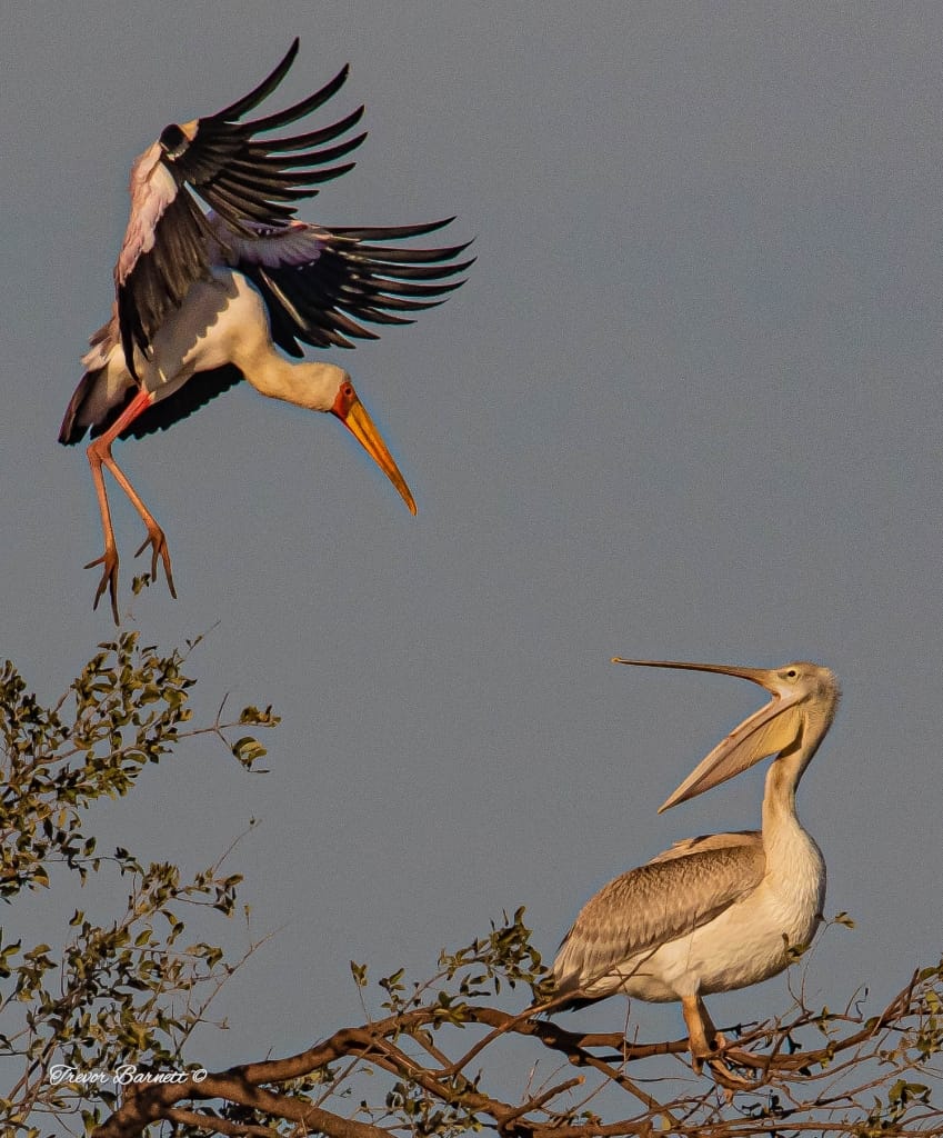 Confrontation between Yellowbilled Stork and Pink Back Pelican Confrontation between Yellowbilled Stork and Pink Back Pelican