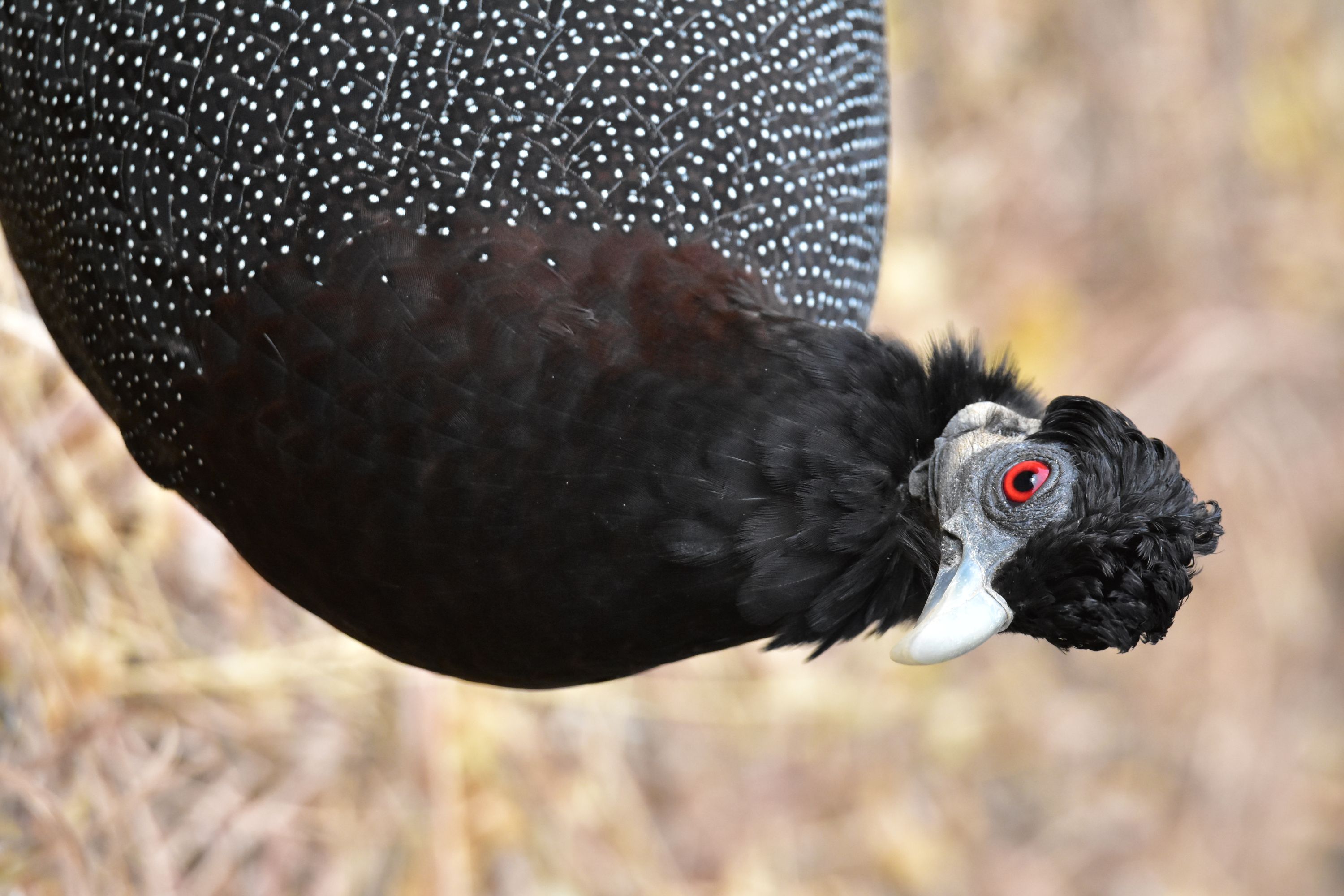 Crested Guinea Fowl at Punda Maria Camp