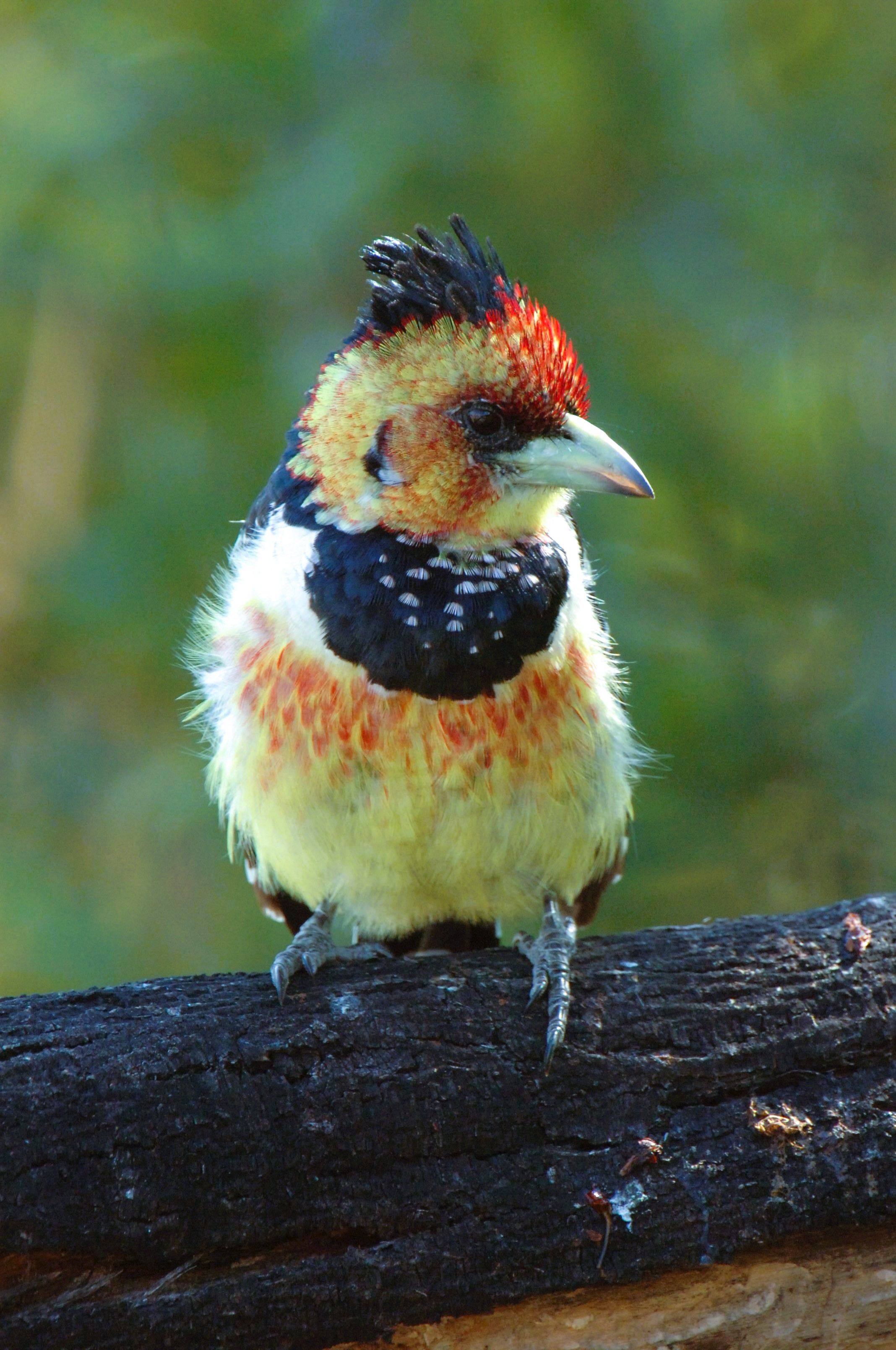 Crested Barbet image taken in Pilanesberg