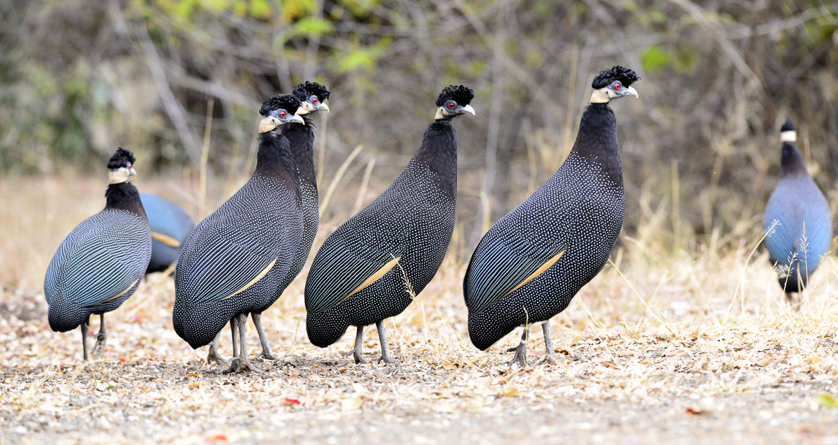 Birds of the Kruger National Park - photos of the big and small birds