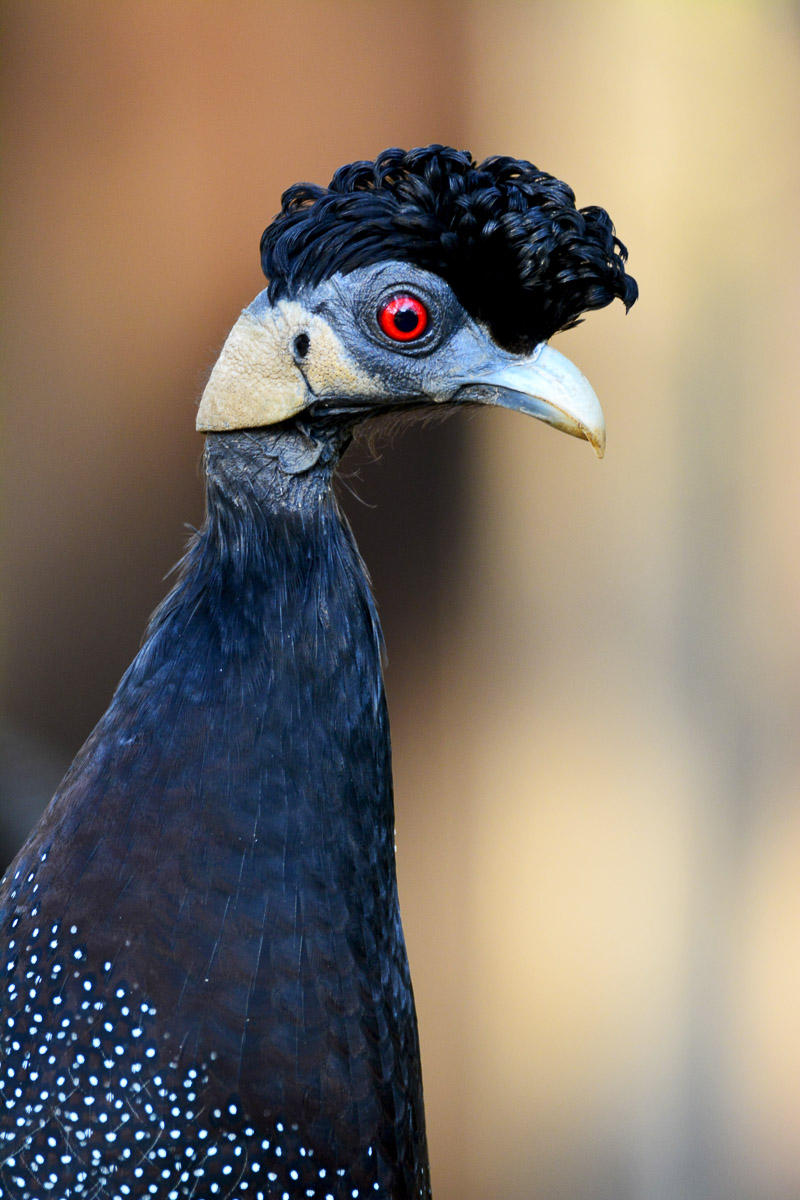 Crested Guineafowl in Punda camp