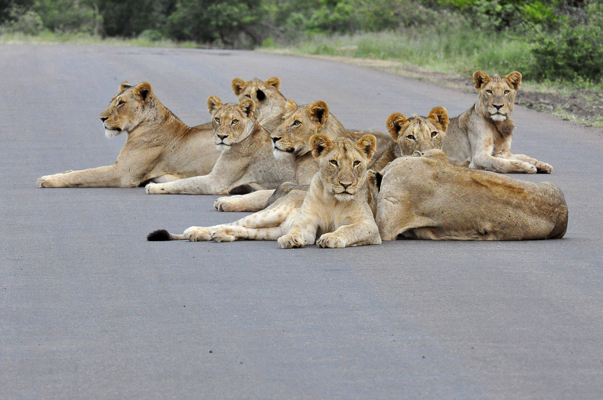 Crocodile Bridge Lions in the road