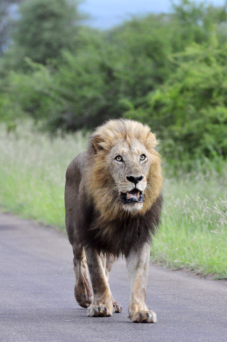 Croc Bridge Male lion