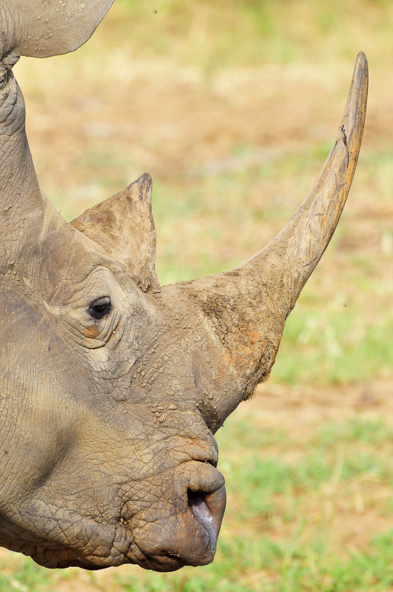Croc Bridge White Rhino