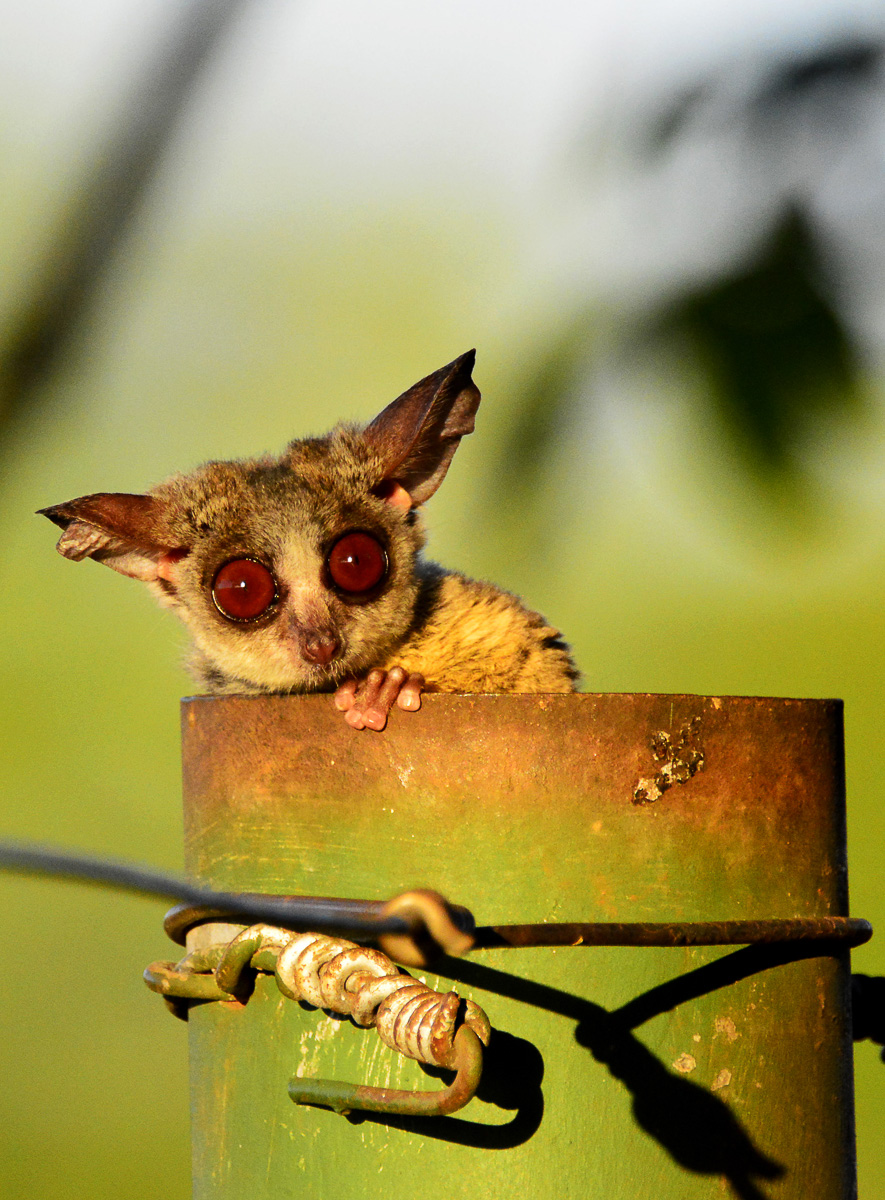 Crocodile Bridge Bushbaby