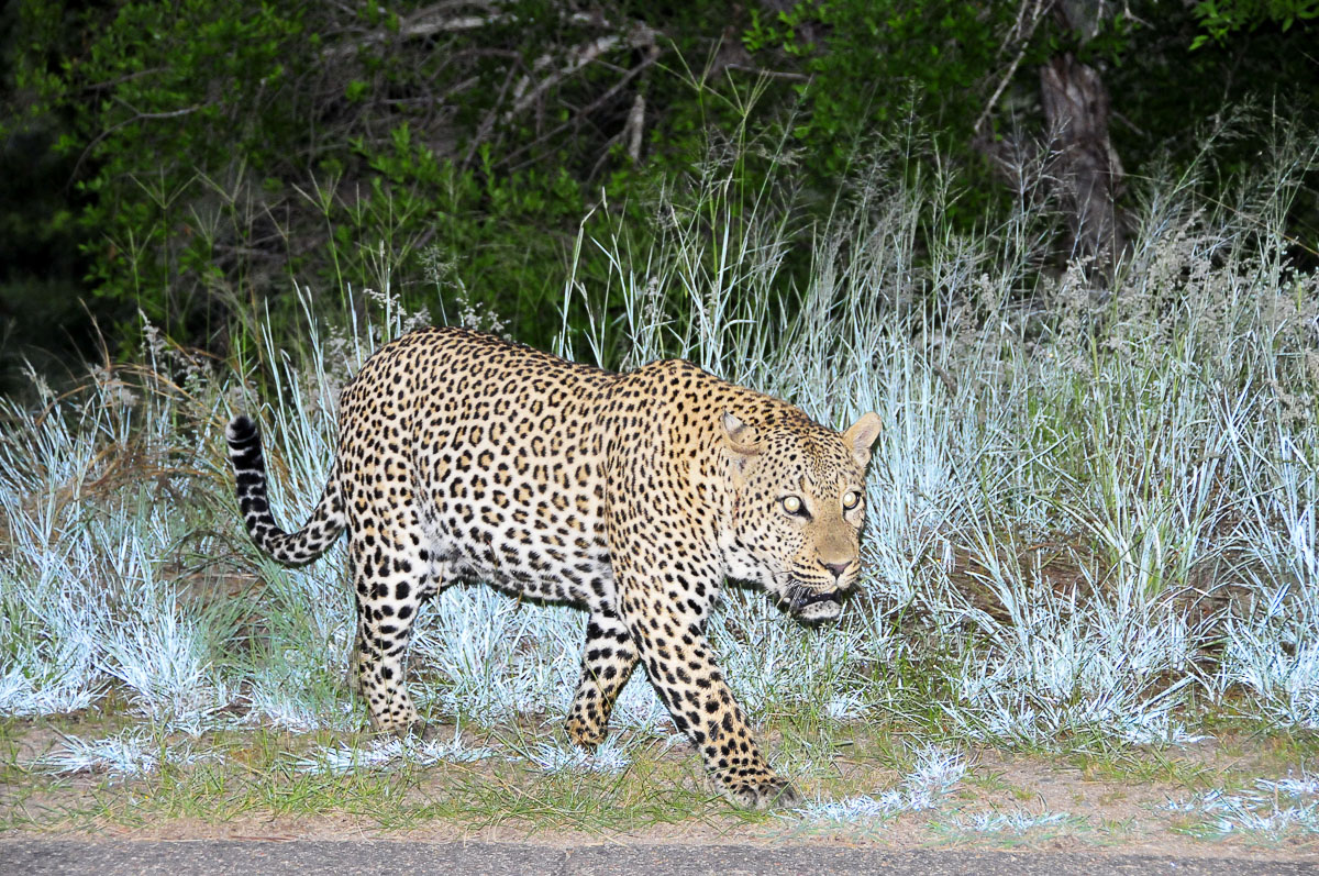 Croc bridge early morning Leopard